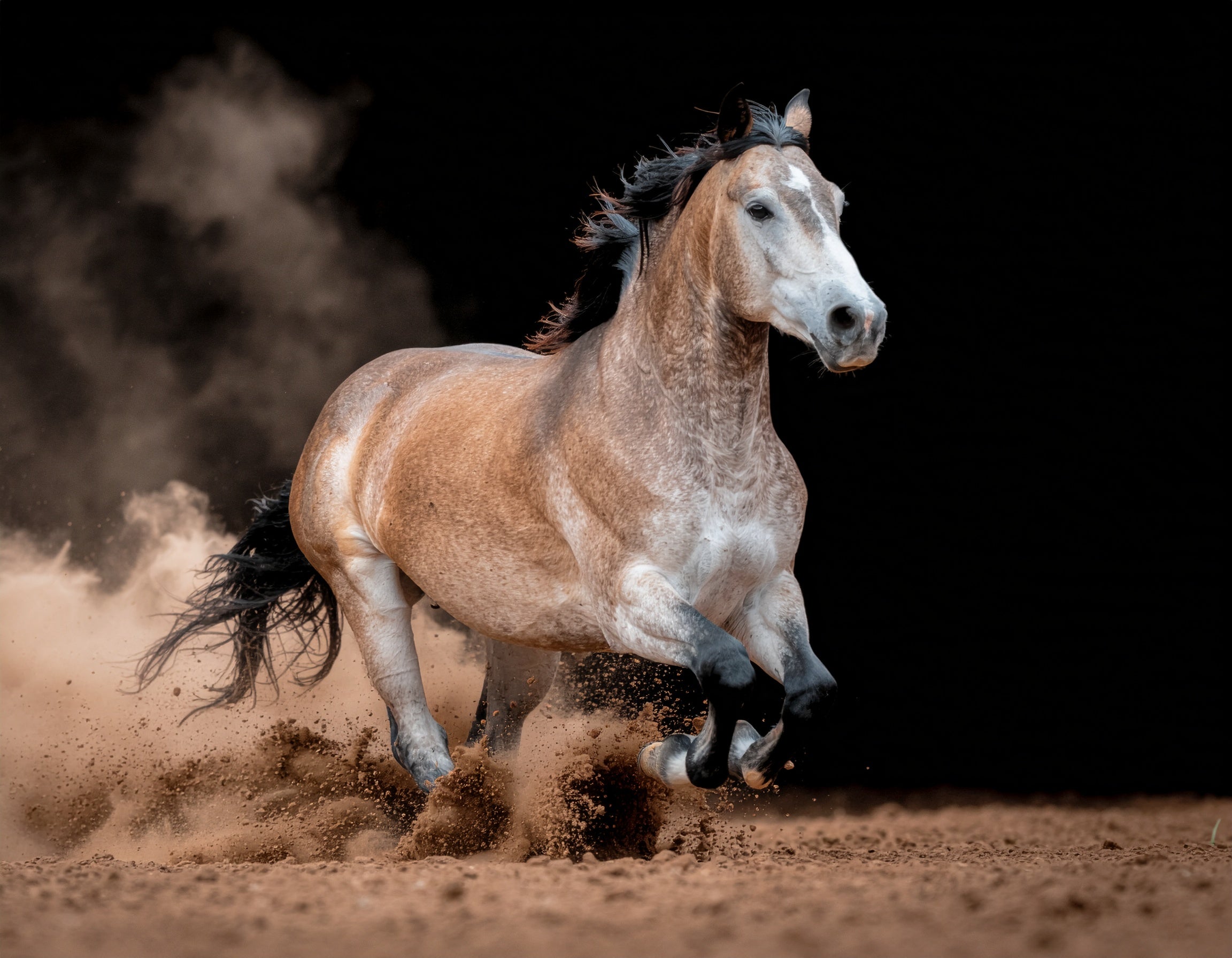 Galoppierendes Westernpferd – Digitales Kunstbild