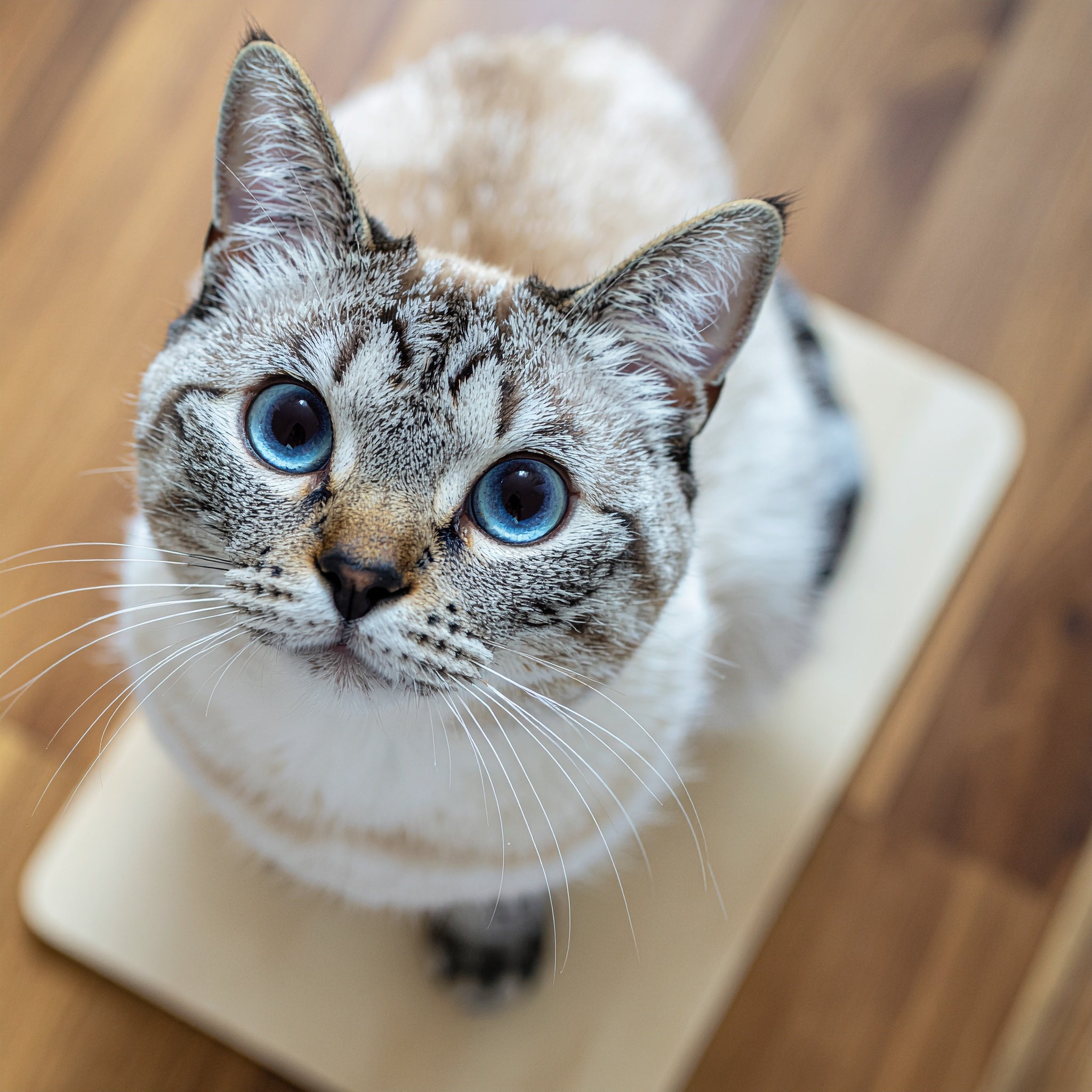 Kätzchen schaut in die Kamera – Digitales Kunstbild