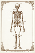 Anatomie Klassik – Skelett