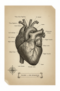 Anatomie Organe – Herz